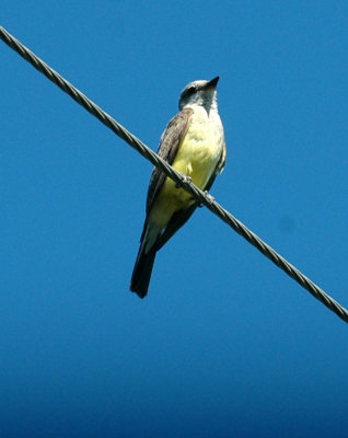 712cooks 108westernKingbird.jpg