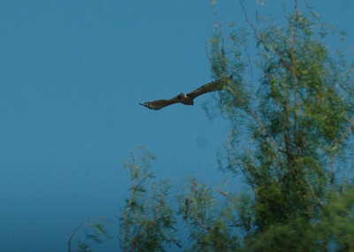 712cooks 111redshoulderedHawk.jpg