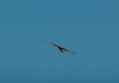 712cooks 112redshoulderedHawk.jpg
