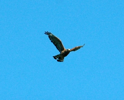 712cooks 113redshoulderedHawk.jpg