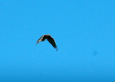 712cooks 114redshoulderedHawk.jpg