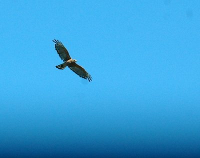 712cooks 115redshoulderedHawk.jpg