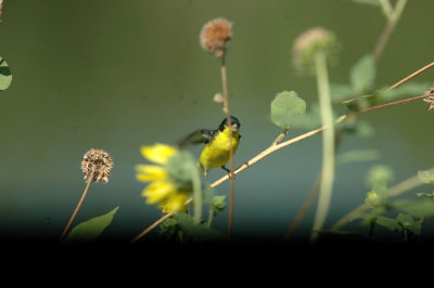 712cooks 117lessergoldfinch.jpg