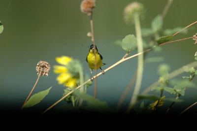 712cooks 118lessergoldfinch.jpg
