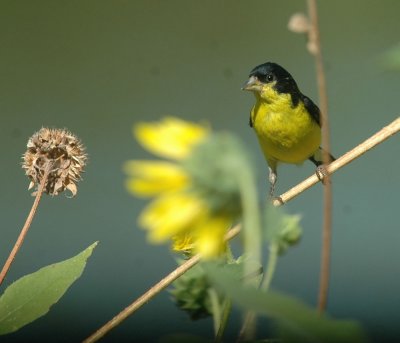 712cooks 119lesserGoldfinch.jpg