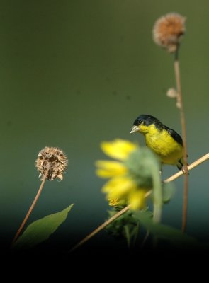 712cooks 121lessergoldfinch.jpg
