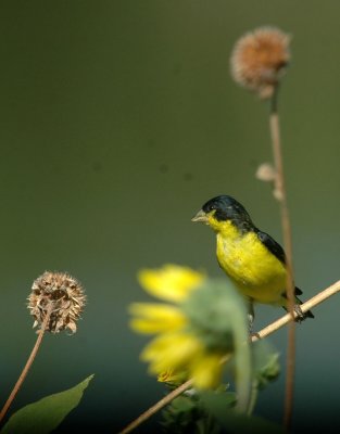 712cooks 122lessergoldfinch.jpg