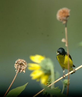 712cooks 123lessergoldfinch.jpg