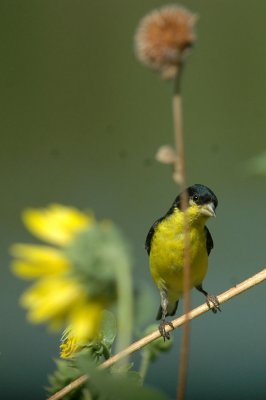 712cooks 124lessergoldfinch.jpg