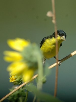 712cooks 125lesser Likes Daisies.jpg