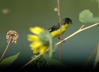 712cooks 126lessergoldfinch.jpg