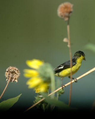 712cooks 127lessergoldfinch.jpg