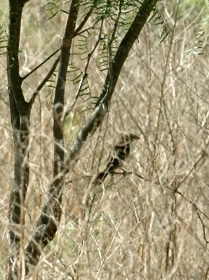 712cooks 139grosbeak.jpg