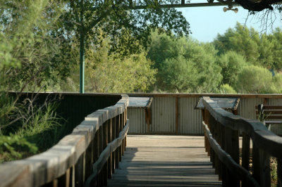 714cooks 001boardwalkWetlands.jpg