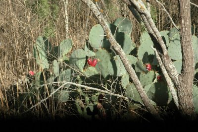 714cooks 012cacti.jpg