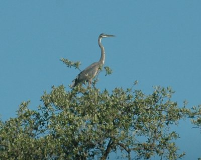 714cooks 013greatblueheron.jpg