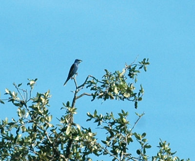 714cooks 020bluegrosbeak.jpg