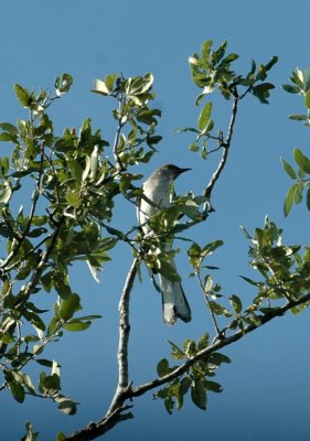 714cooks 022mockingbird.jpg