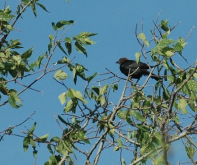 714cooks 033cowbird.jpg
