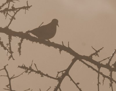 714cooks 061commongrounddove.jpg