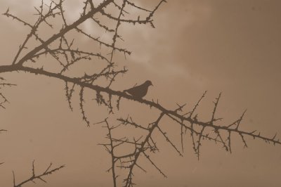 714cooks 062commongrounddove.jpg