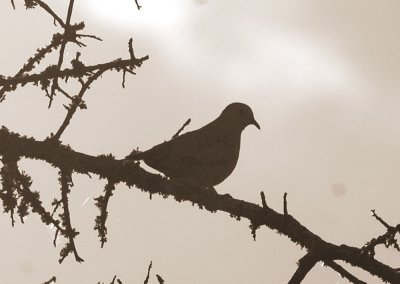 714cooks 063commongrounddove.jpg