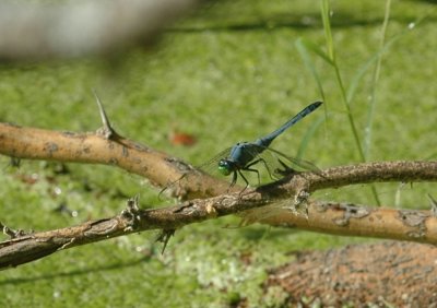 714cooks 066commonpondhawk.jpg