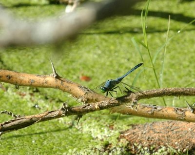 714cooks 067commonpondhawk.jpg