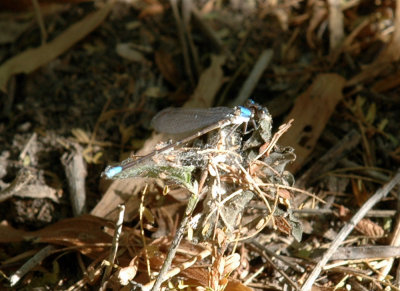 714cooks 077bluefronteddancer.jpg