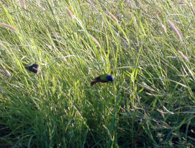 717cooks 002paintedbuntings.jpg