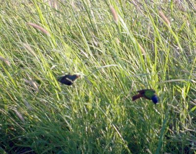717cooks 003paintedbuntings.jpg