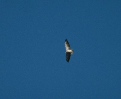 717cooks 005SwainsonsHawk.jpg