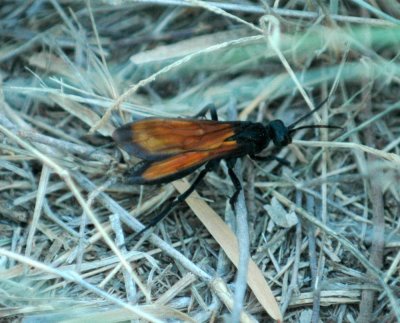 717cooks 006redblackwasp.jpg