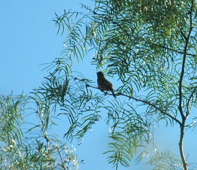 717cooks 024paintedbunting.jpg