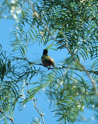 717cooks 026PaintedBunting.jpg