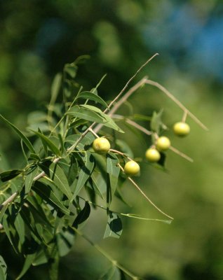 717cooks 028berries.jpg
