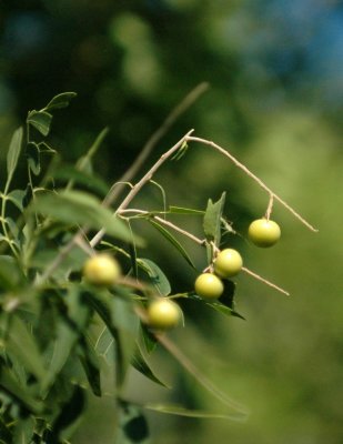 717cooks 029berries.jpg