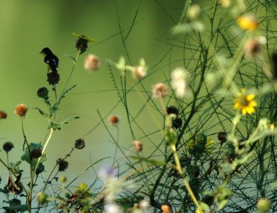 717cooks 030lesssergoldfinch.jpg