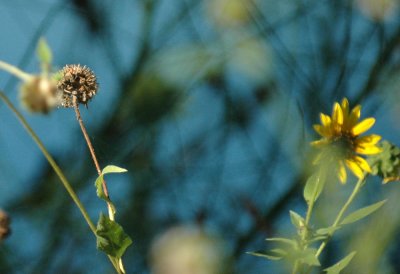 717cooks 031annualSunflowers.jpg