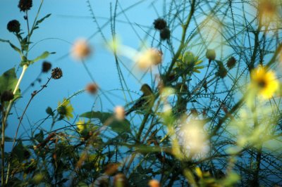 717cooks 032lessergoldfinch.jpg