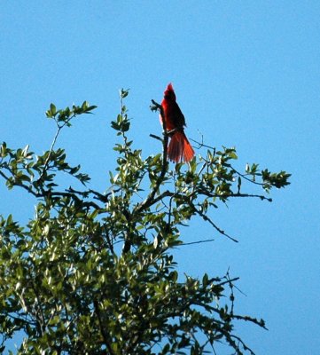 717cooks 044ncardinal.jpg