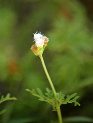 717cooks 074plant.jpg