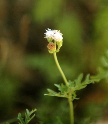 717cooks 075plant.jpg