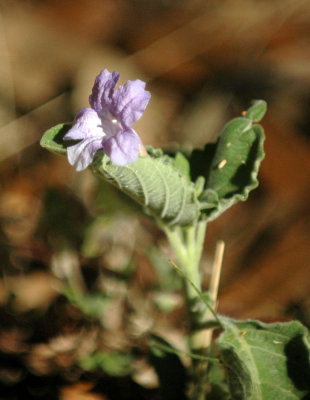 717cooks 077ZannPetunia.jpg