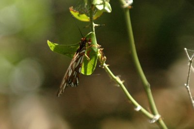 717cooks 089gulfritillary.jpg
