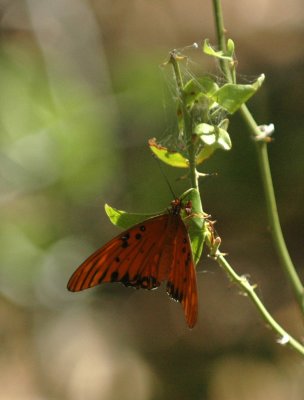 717cooks 090gulf fritillary.jpg