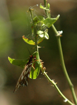 717cooks 091gulffritillary.jpg