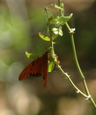717cooks 092gulf fritillary.jpg