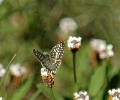 717cooks 105commoncheckeredskipper.jpg