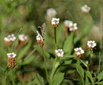 717cooks 106commoncheckeredskipper.jpg